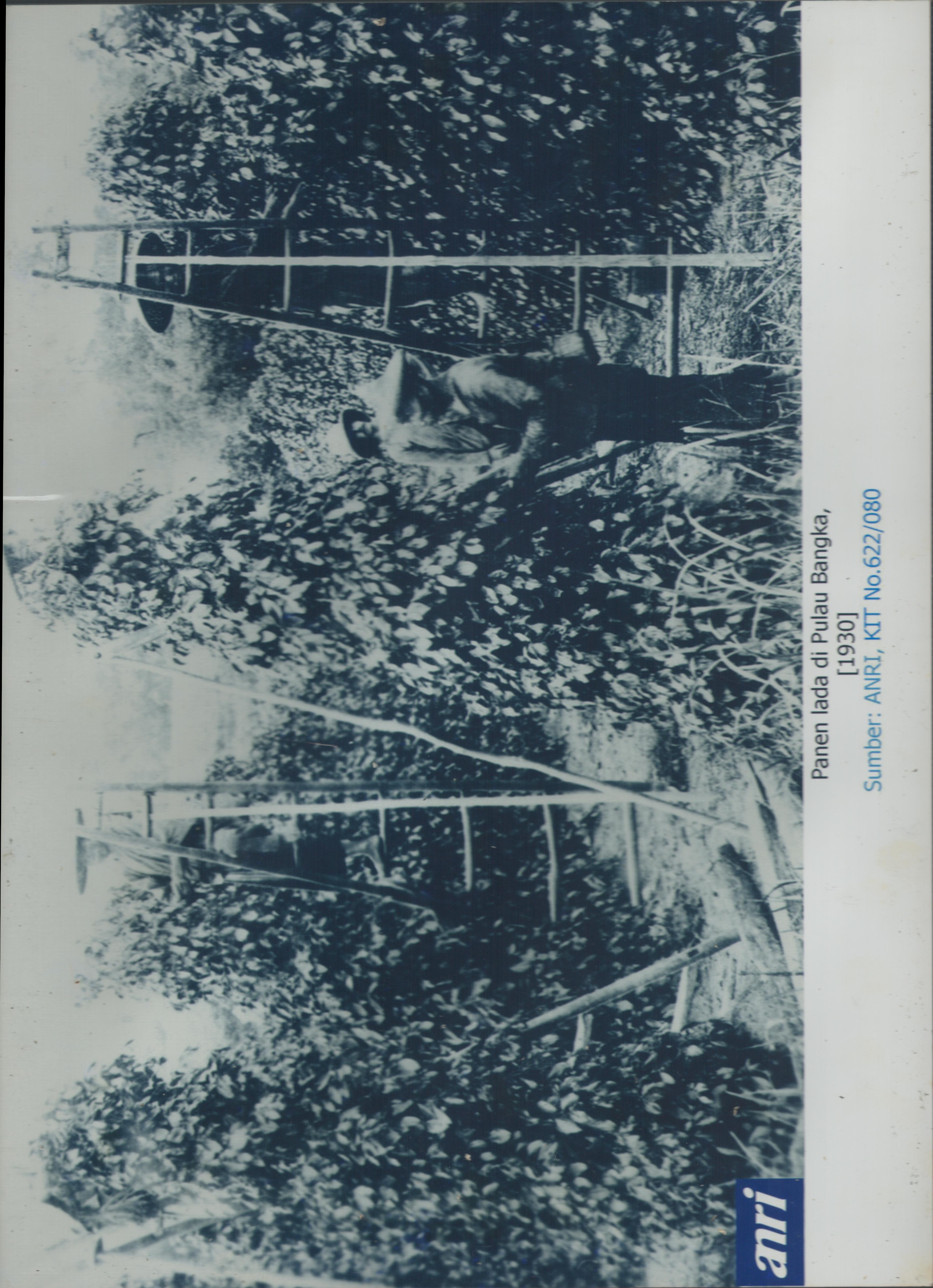 Panen lada di Pulau Bangka. Bangka sejak dulu dikenal sebagai penghasil lada yang dikenal di Dunia dengan nama Muntok White Pepper