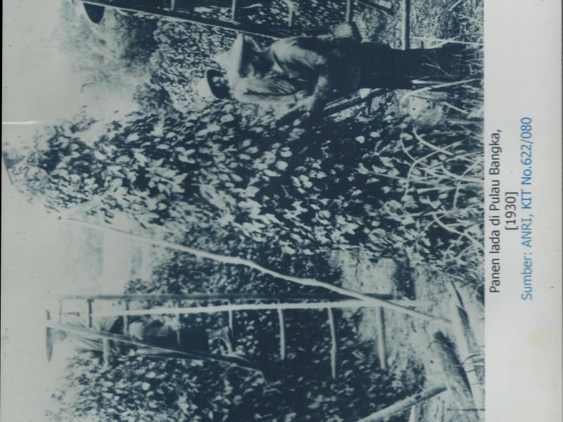 Panen lada di Pulau Bangka. Bangka sejak dulu dikenal sebagai penghasil lada yang dikenal di Dunia dengan nama Muntok White Pepper