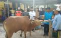 Kepala DKPUS Babel Dr Asyraf Suryadin foto bersama sesaat sebelum pemotongan Sapi Kurban.